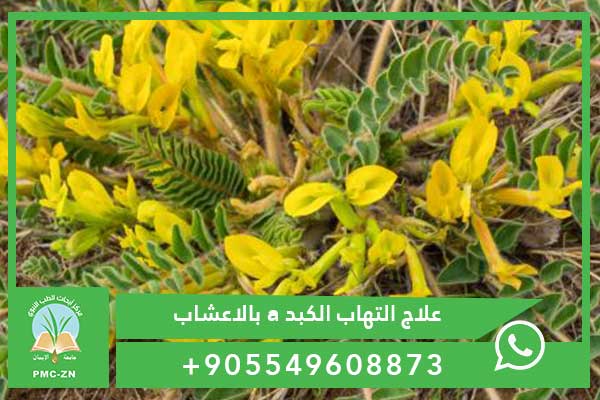 علاج التهاب الكبد a بالاعشاب